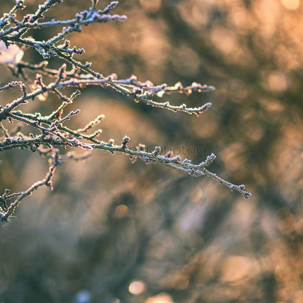 Similar – Image, Stock Photo Snowdrops II Environment