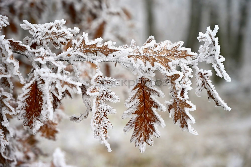 Similar – Image, Stock Photo hibernation Nature Winter