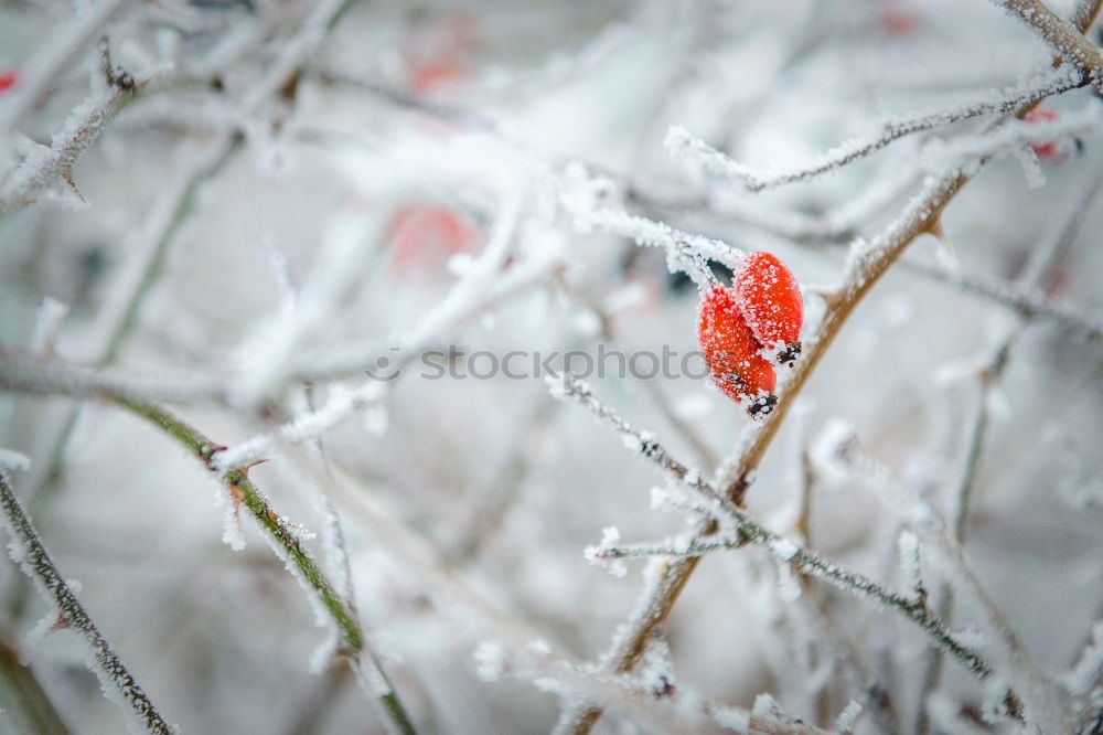 Image, Stock Photo frosty fruit II Beverage