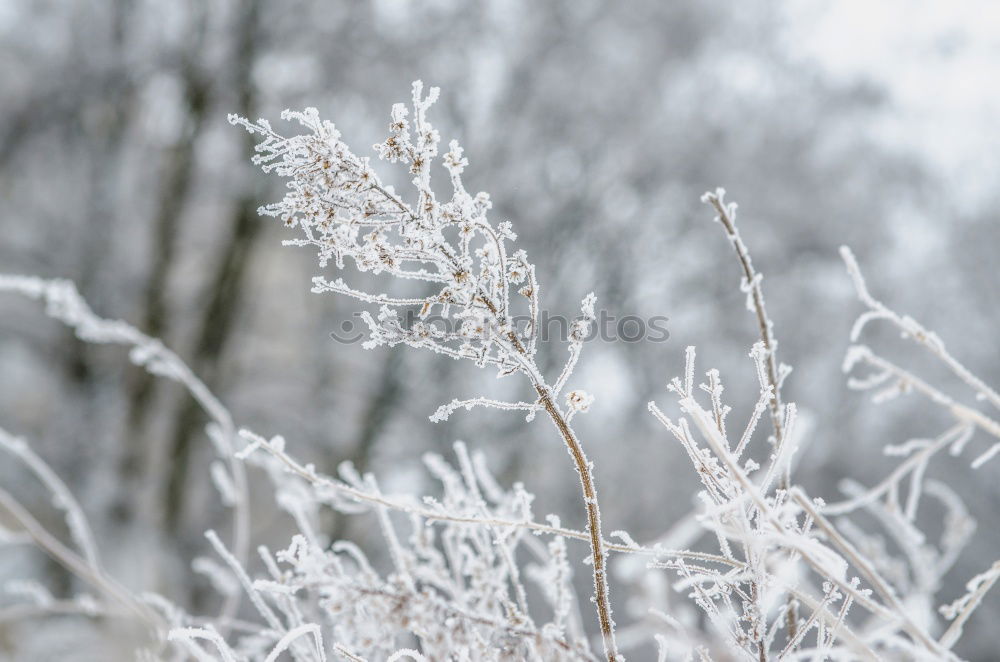 Similar – Foto Bild WINTERZAUBER Umwelt