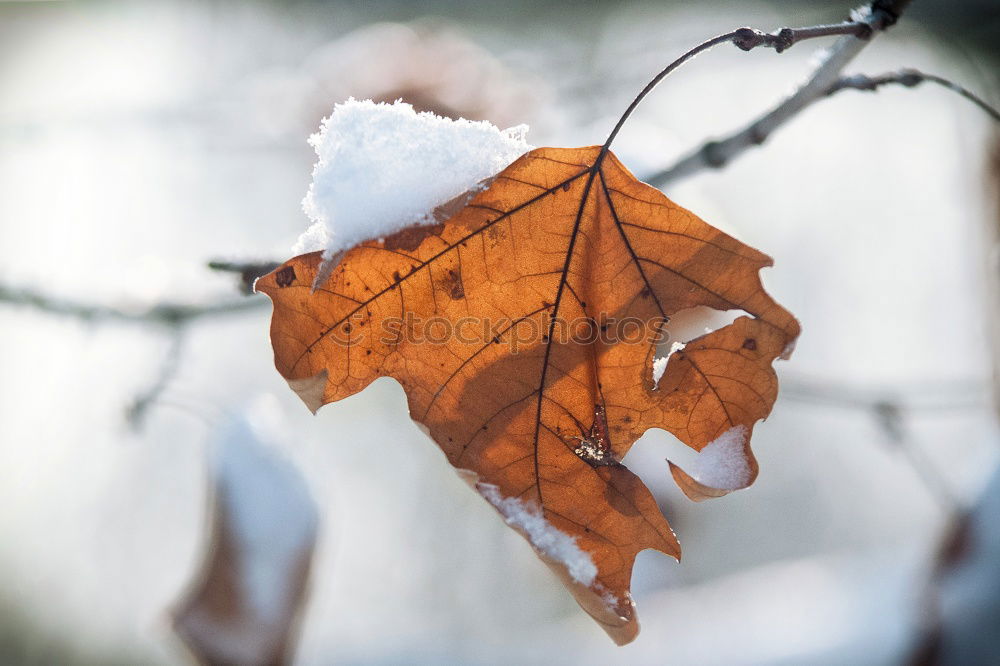 L’hiver Umwelt Natur Eis