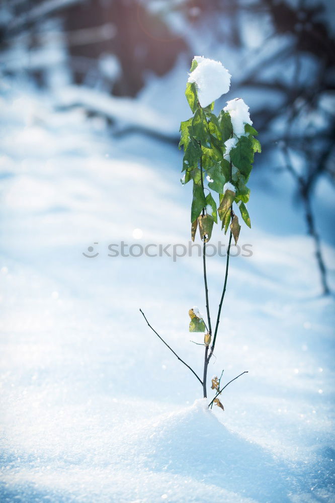 Similar – Image, Stock Photo Look who’s blossoming.