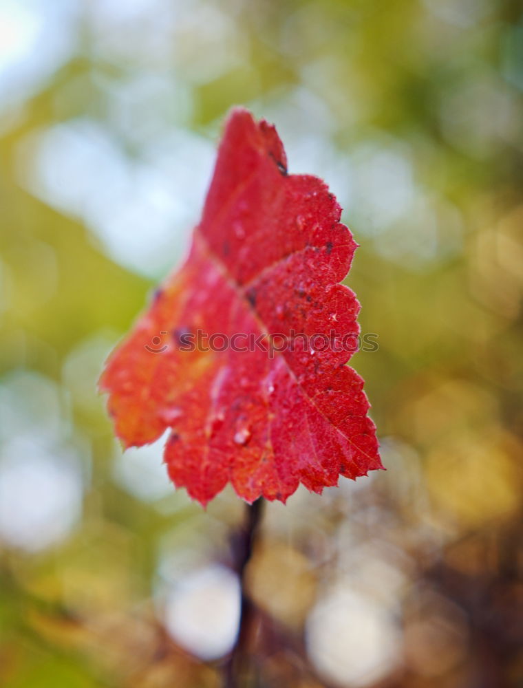 Similar – Herbststreben: Herbstblätter mit Knospe