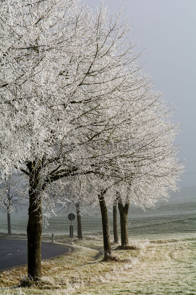 Similar – Image, Stock Photo arctic on the bike path