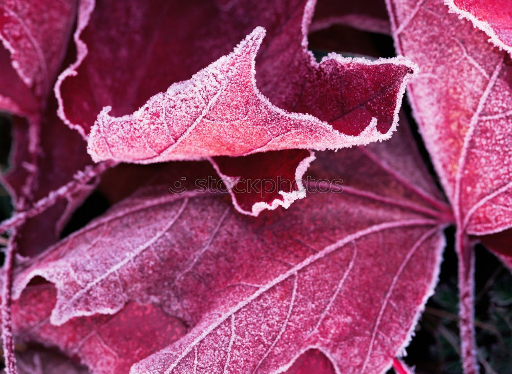 Similar – Amberry tree leaves, hoarfrost,