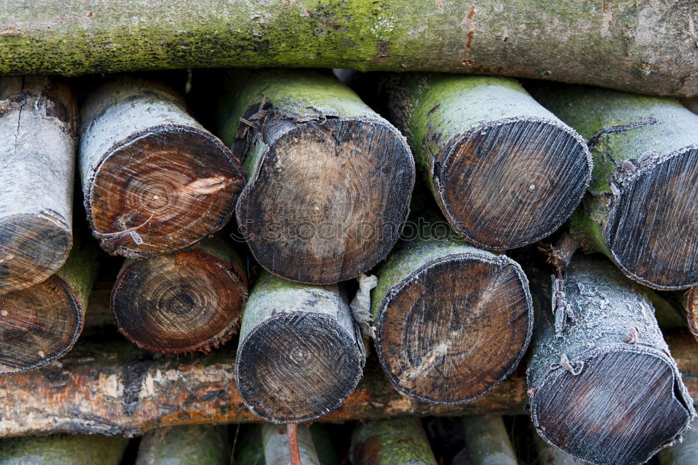 Similar – Image, Stock Photo chestnut Hiking