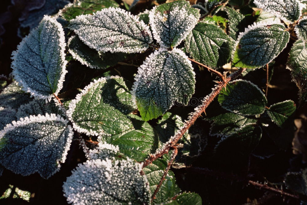 Similar – Image, Stock Photo Brrrr, it’s getting cold