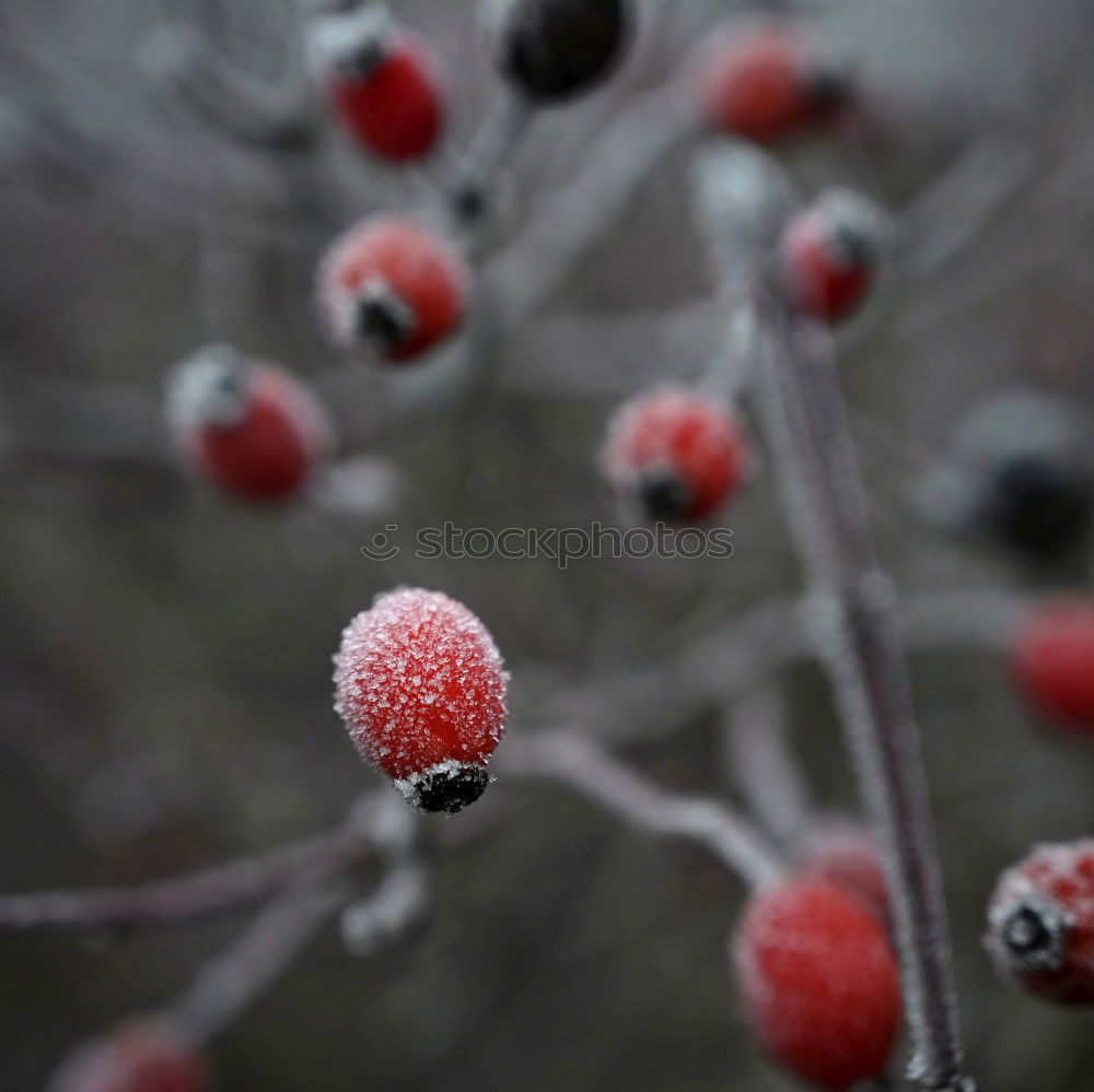 Similar – Frosty fruits Nature