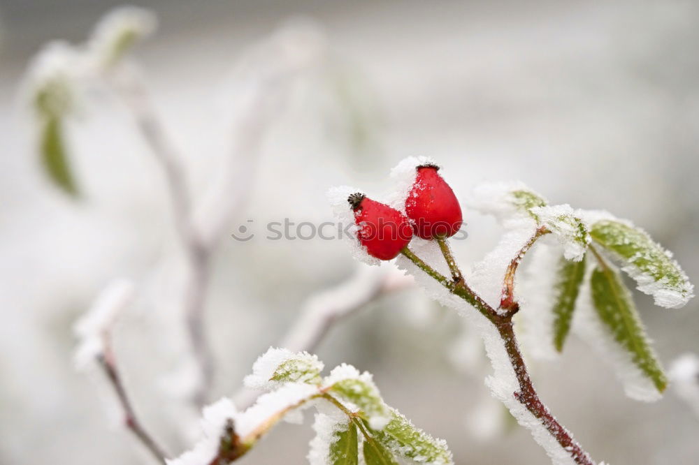 Similar – Leaves with snow cover II