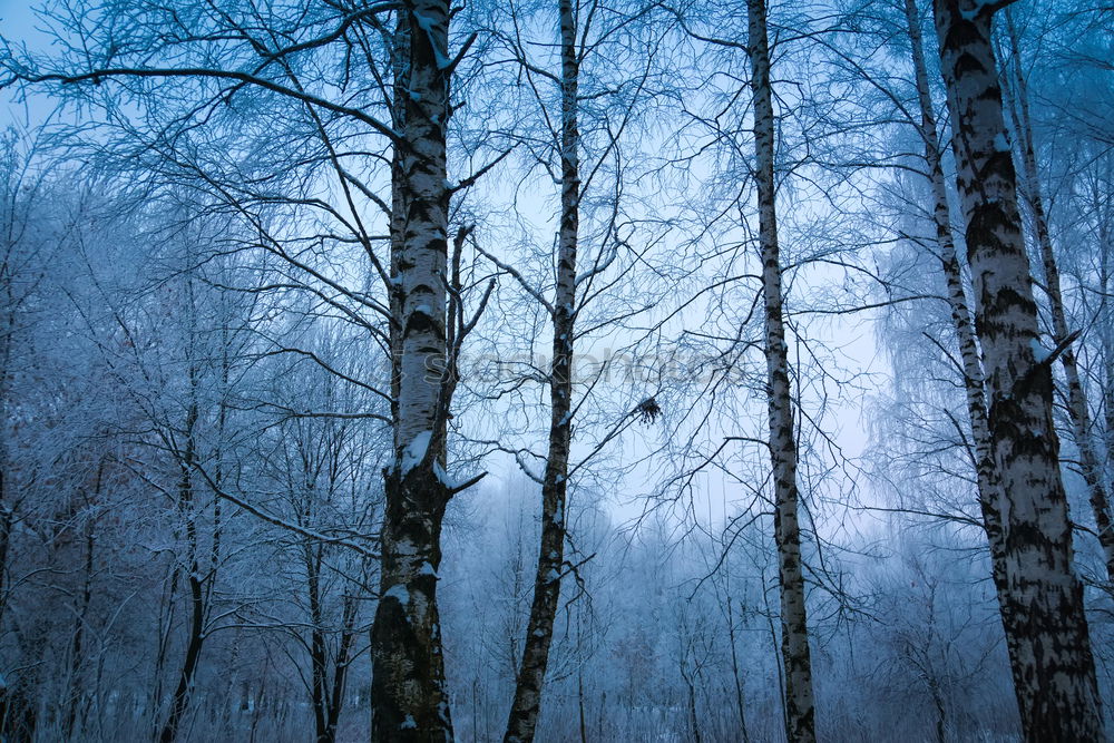 Similar – Image, Stock Photo clearing at the blue hour