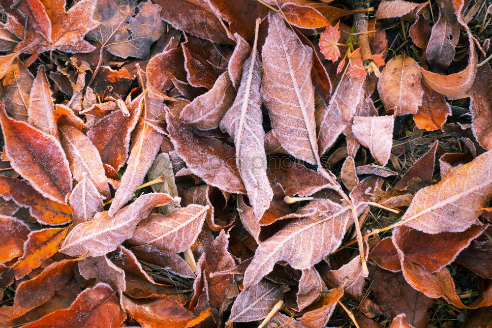 Similar – Hoarfrost covers the leaves on the ground