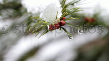 Similar – Image, Stock Photo Fir twigs with hanging lampion of a lampion flower in backlight with Bokeh