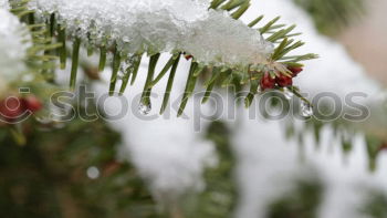 Similar – Image, Stock Photo Frost on tree branches