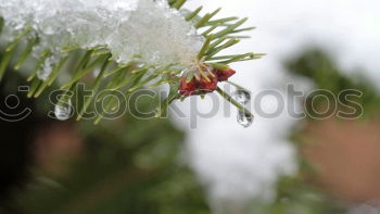 Similar – Schneedecke Natur Pflanze