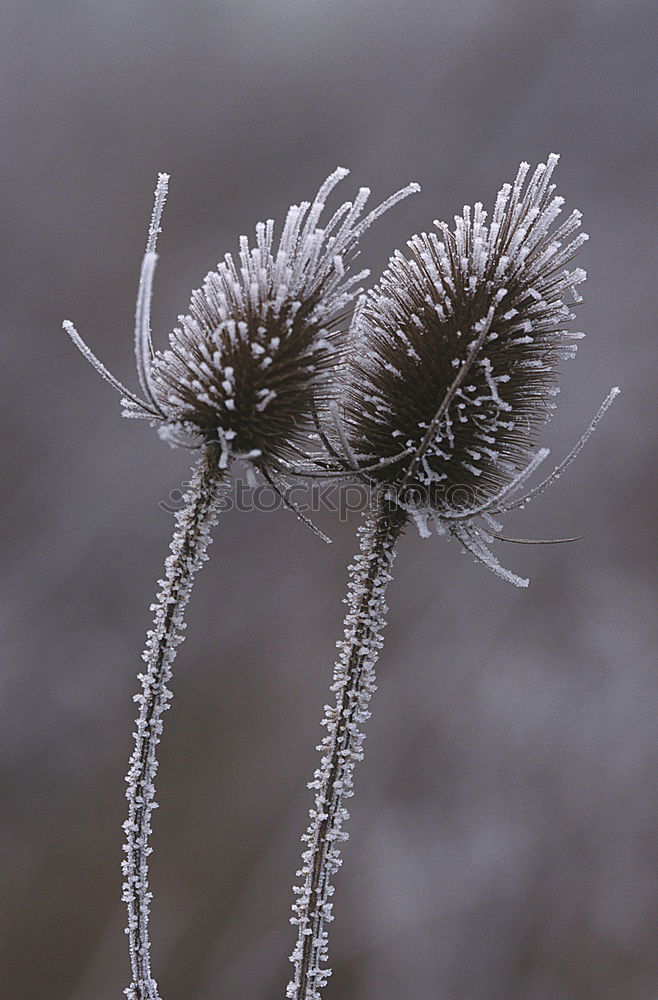 filigree ice art X