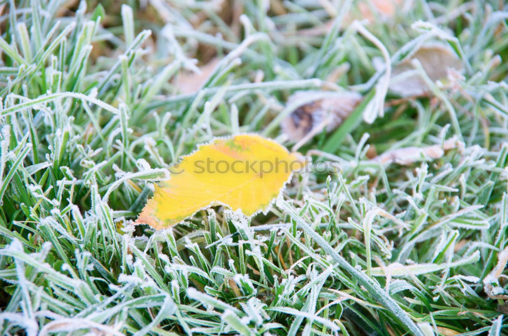 Similar – Image, Stock Photo tracks Environment Nature