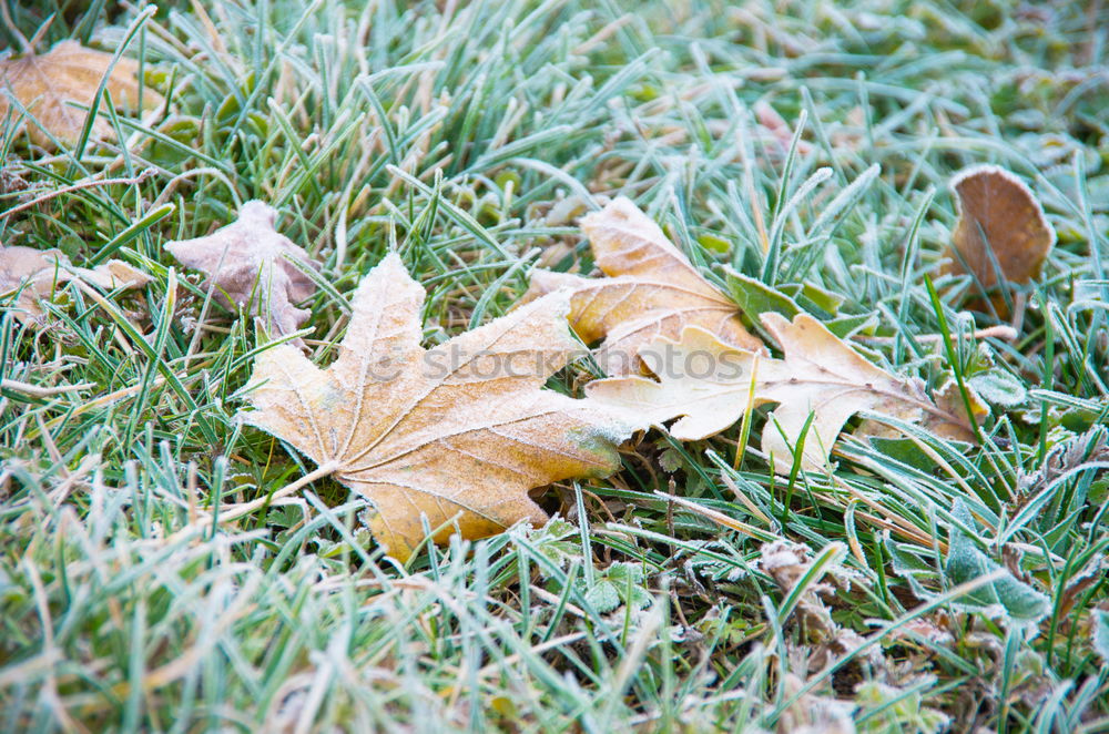 Similar – Frosty nose Cold Frozen