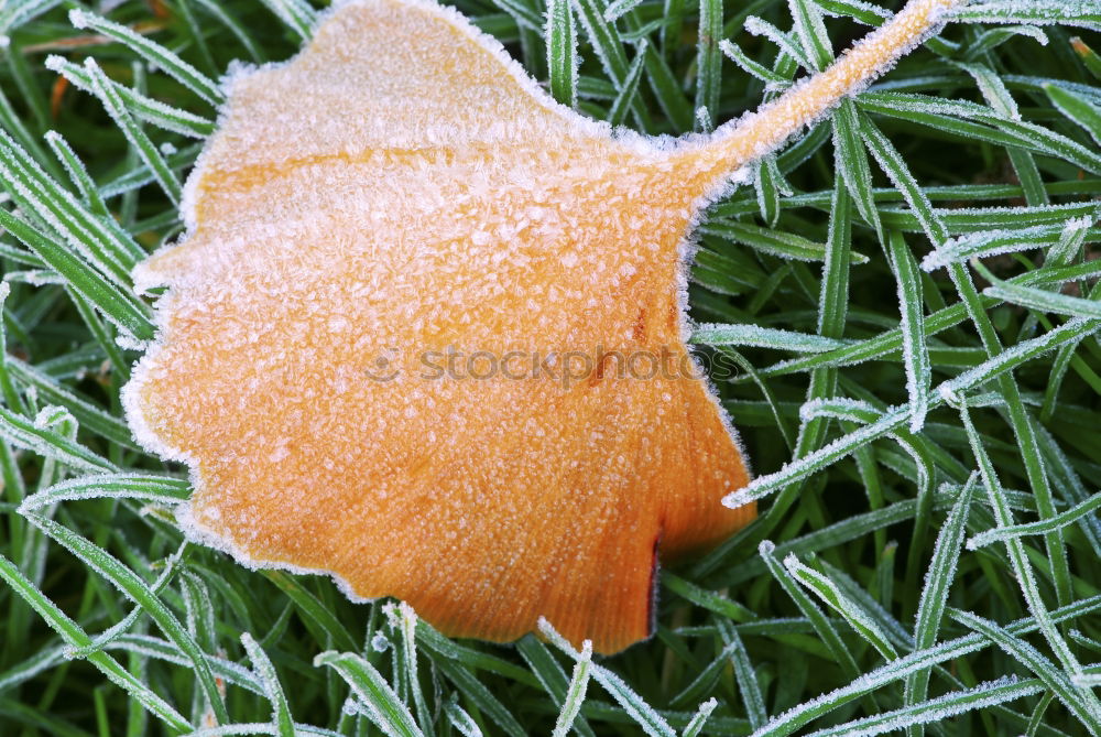 Similar – Image, Stock Photo ice flowers Cold Frost