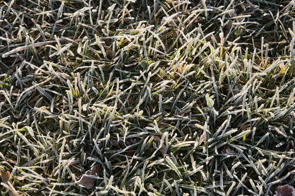 Similar – Image, Stock Photo ice flowers Cold Frost