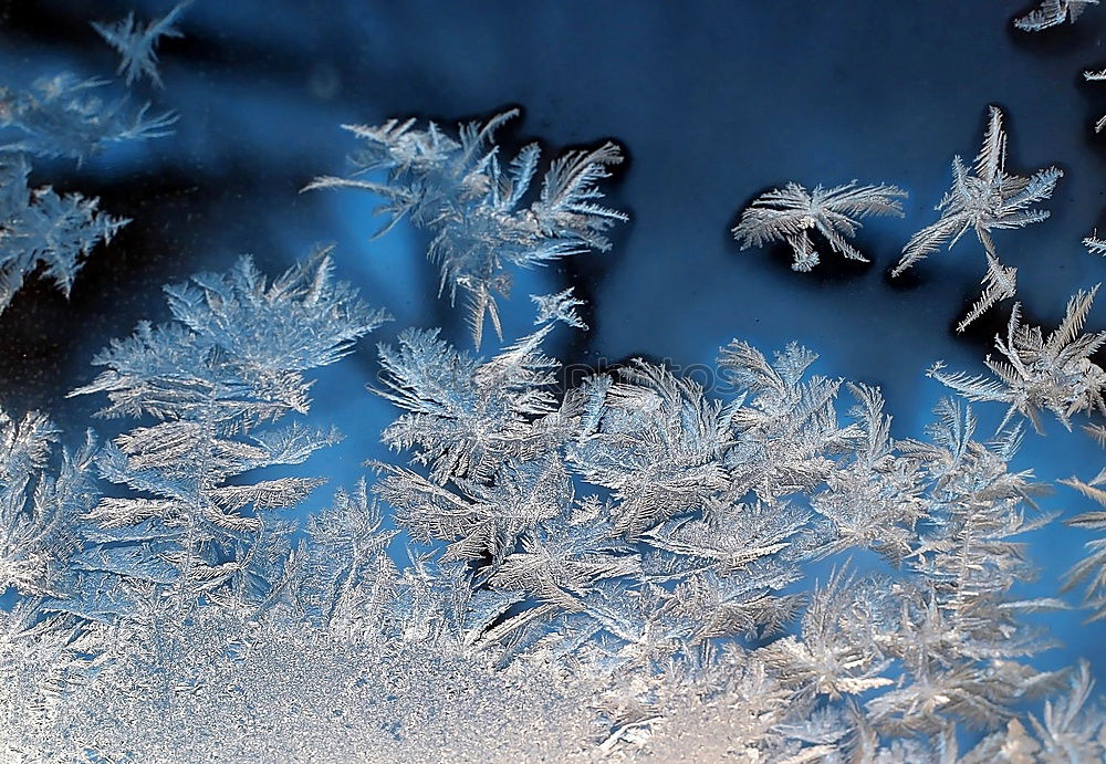 Similar – blauweißer Gegenlichtwinter