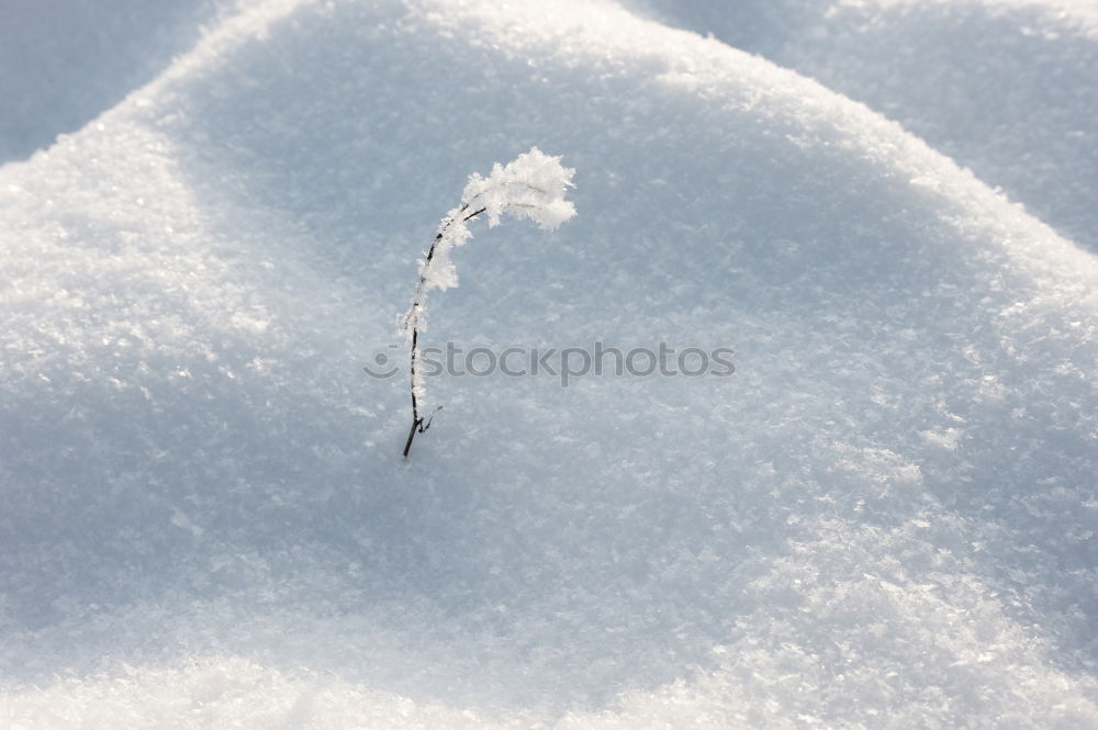 Similar – Image, Stock Photo EVERY DAMN MORNING Winter