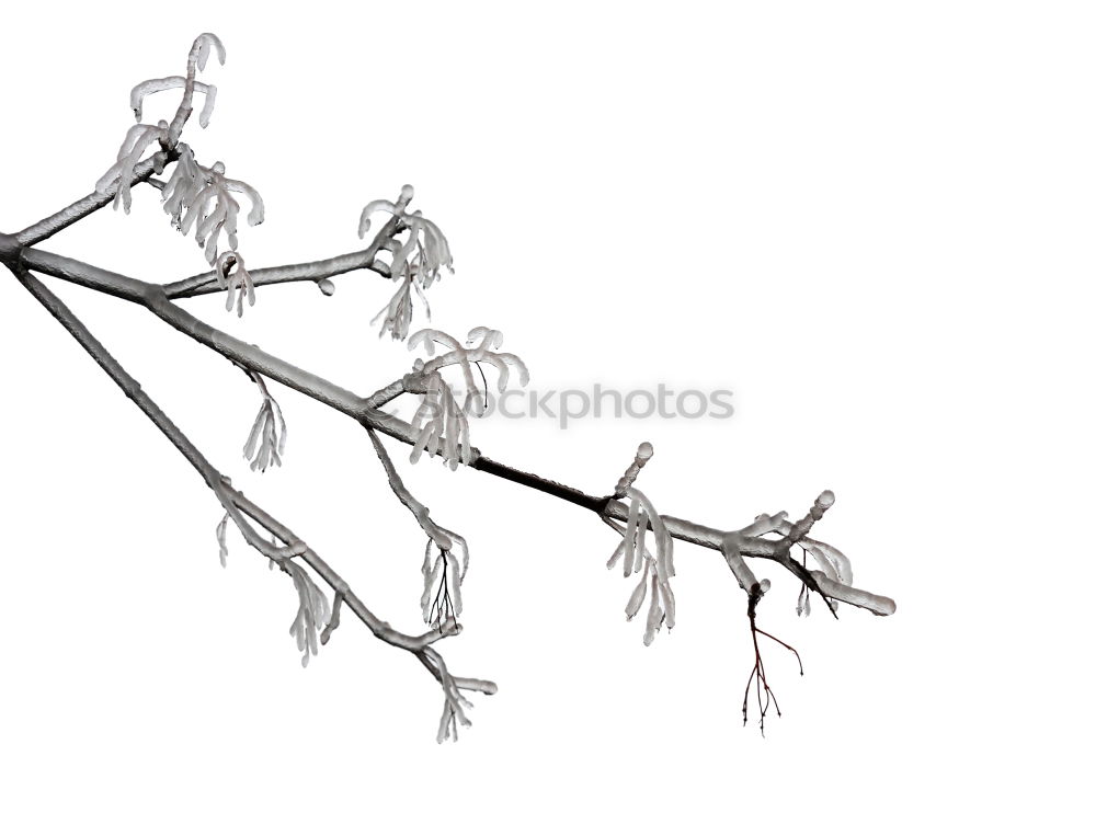 Similar – Image, Stock Photo Barbed wire in winter