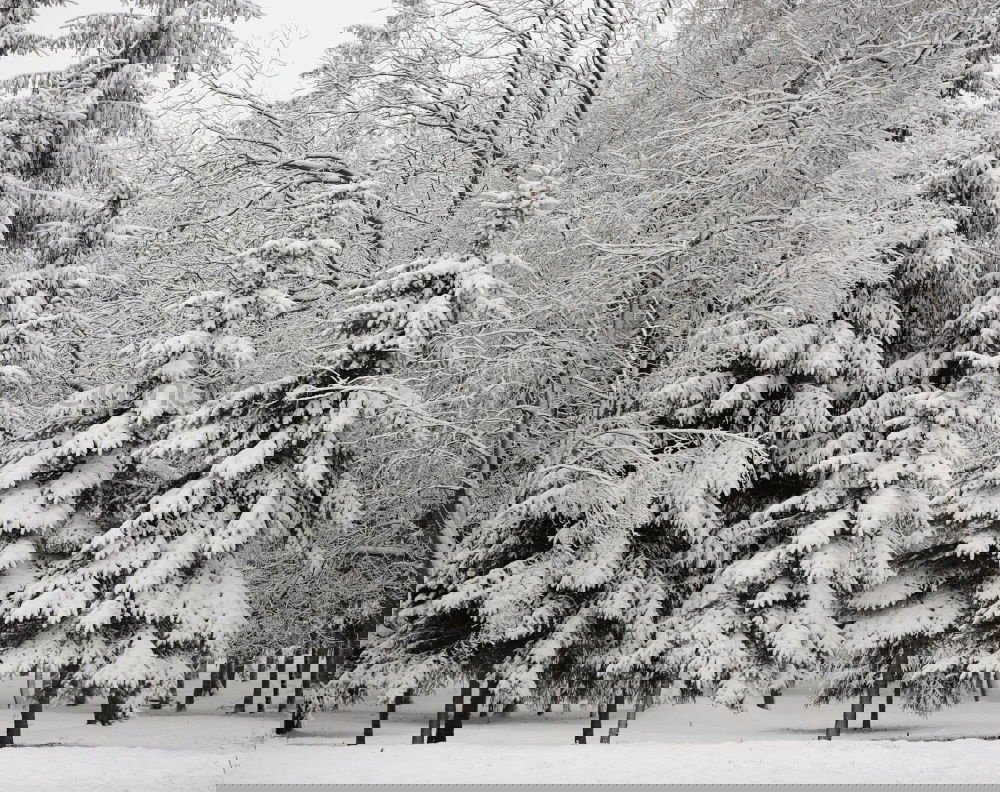 Similar – Image, Stock Photo fresh snow Berlin Cold