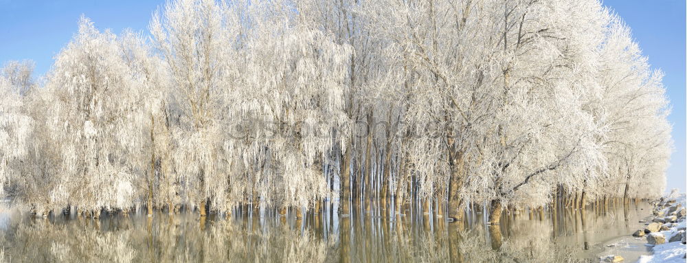 Similar – Foto Bild Schneehäubchen Baum