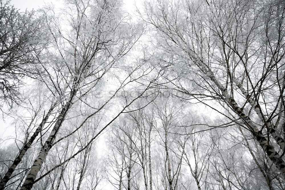 Similar – snowy treetops Environment