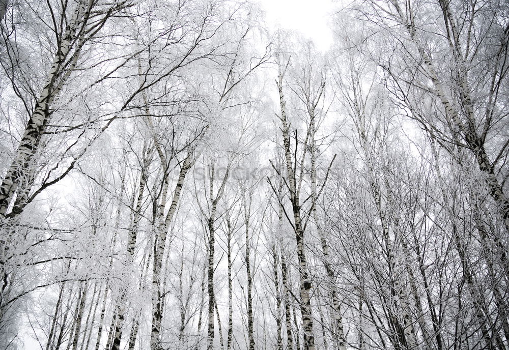 Similar – Image, Stock Photo Bigger than us Environment