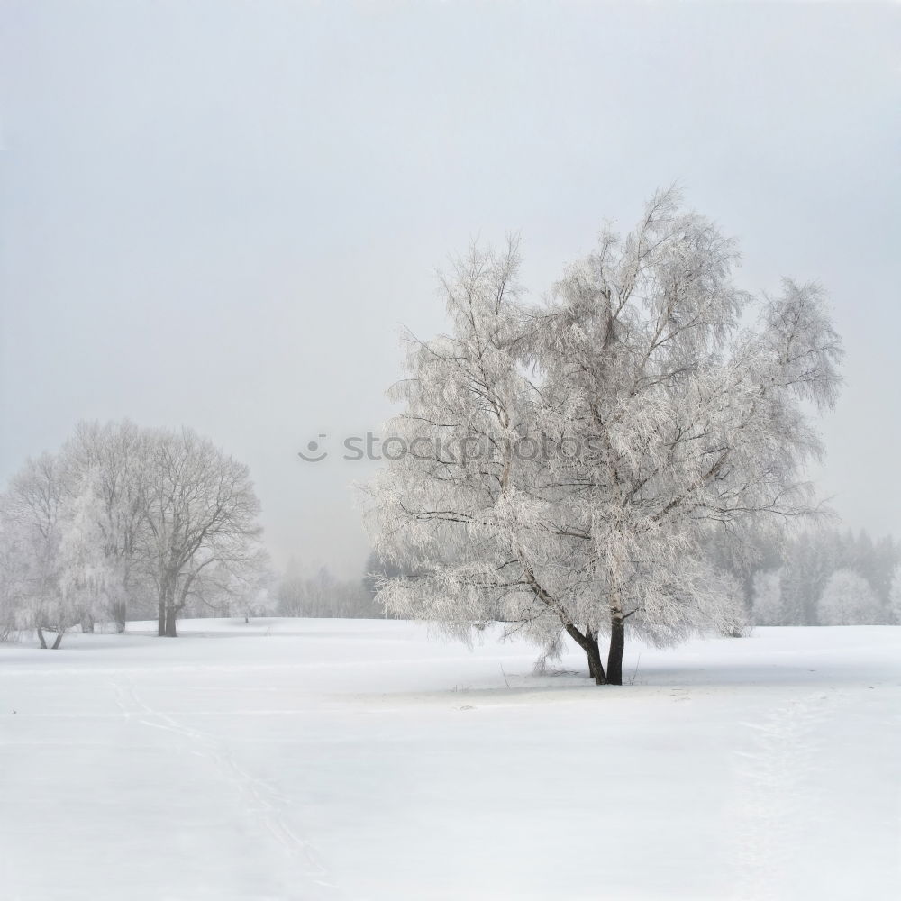 Similar – Image, Stock Photo winter tree Winter Snow