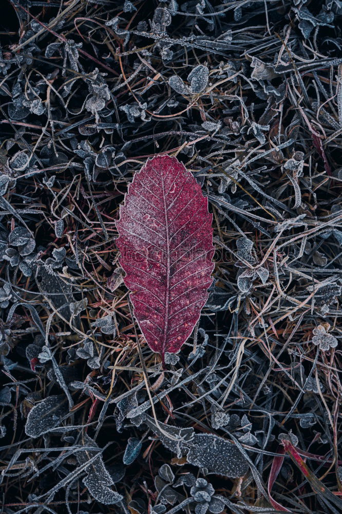 Similar – einsamer Herbst Blatt