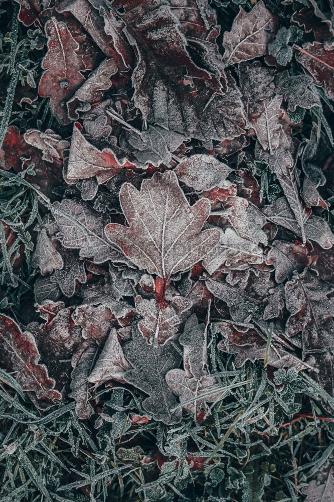 Similar – Image, Stock Photo Fir tree from above Tree