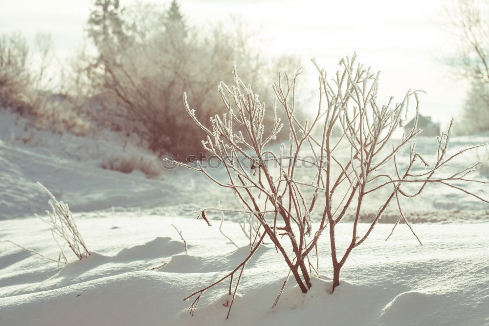 Similar – Image, Stock Photo winter Environment Winter