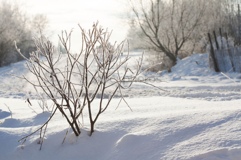 Similar – Foto Bild OH BÄUMEBAUM OH BÄUMEBAUM