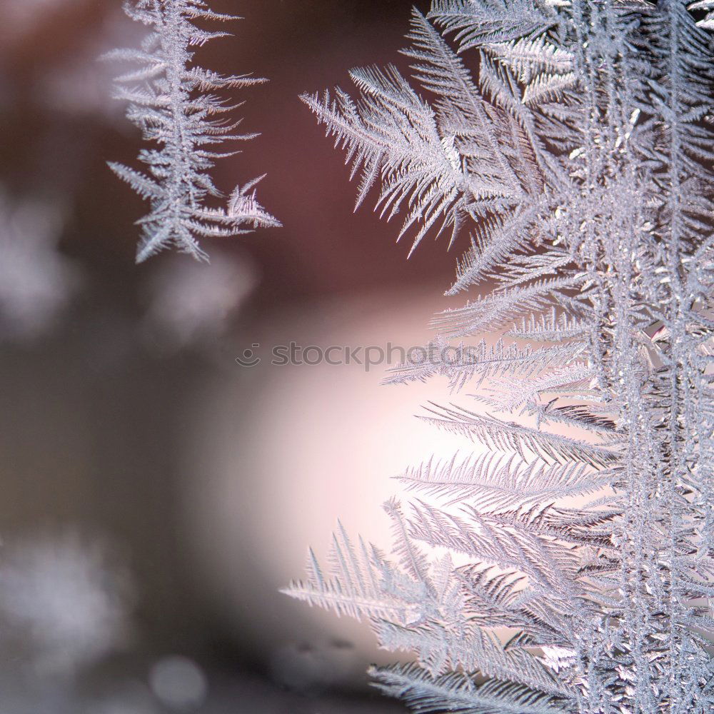 Similar – Image, Stock Photo Frost on tree branches