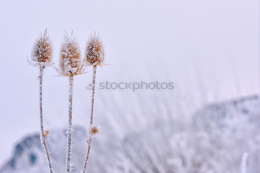 Similar – Winterzauber… Schnee Eis