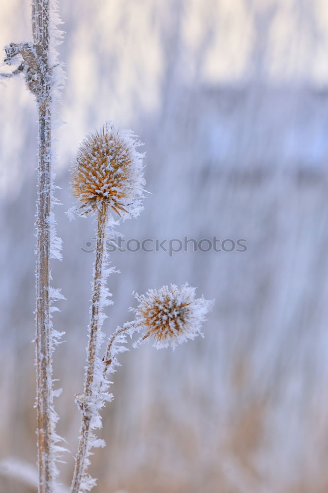 Similar – Image, Stock Photo Father Frost was there.