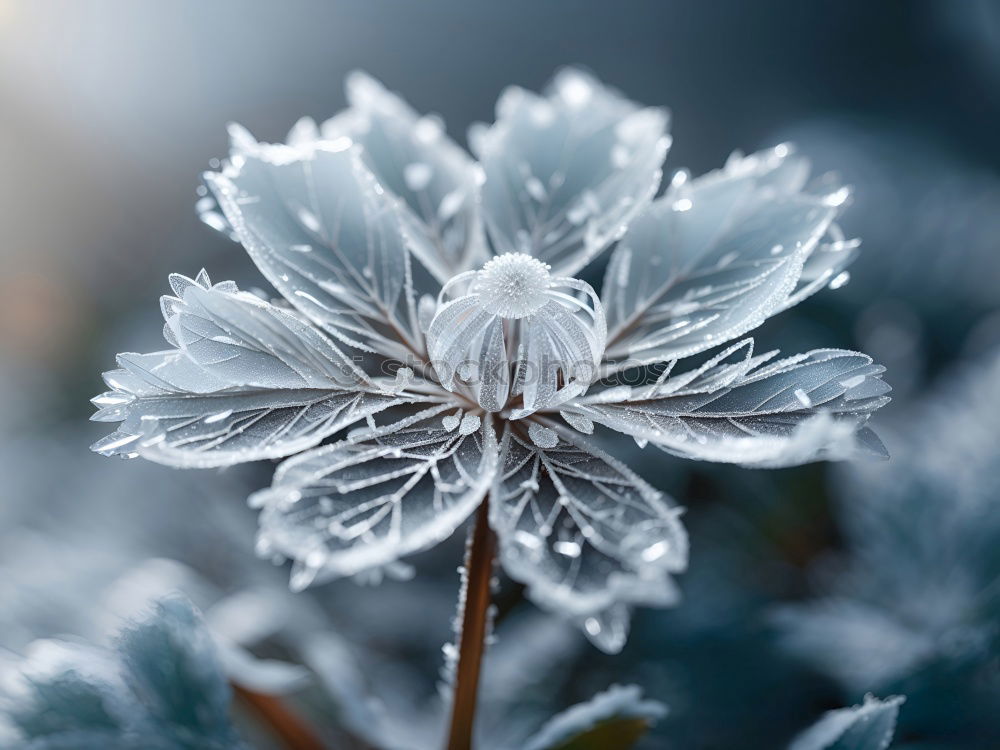 Similar – ice bloom Nature Spring