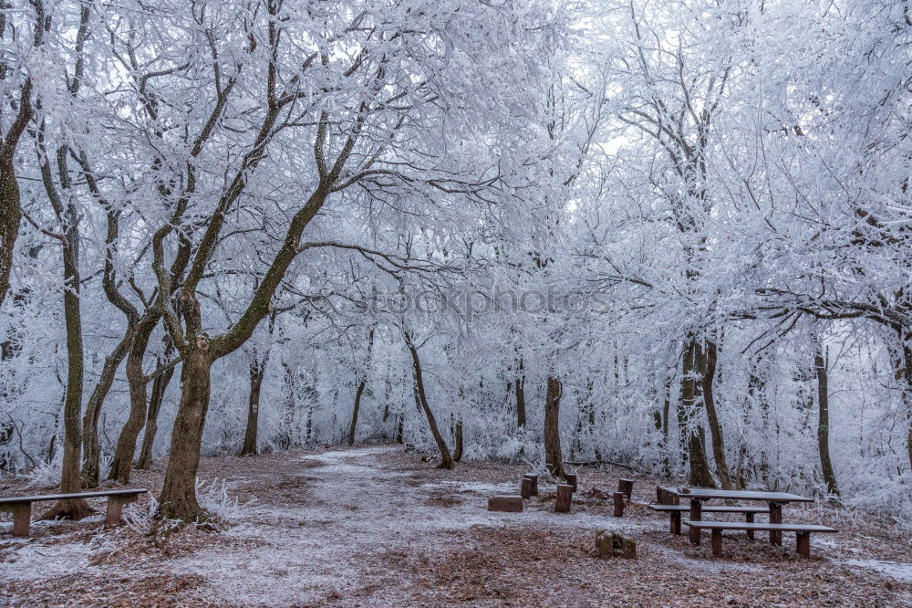 Similar – Image, Stock Photo Winter Magic Forest