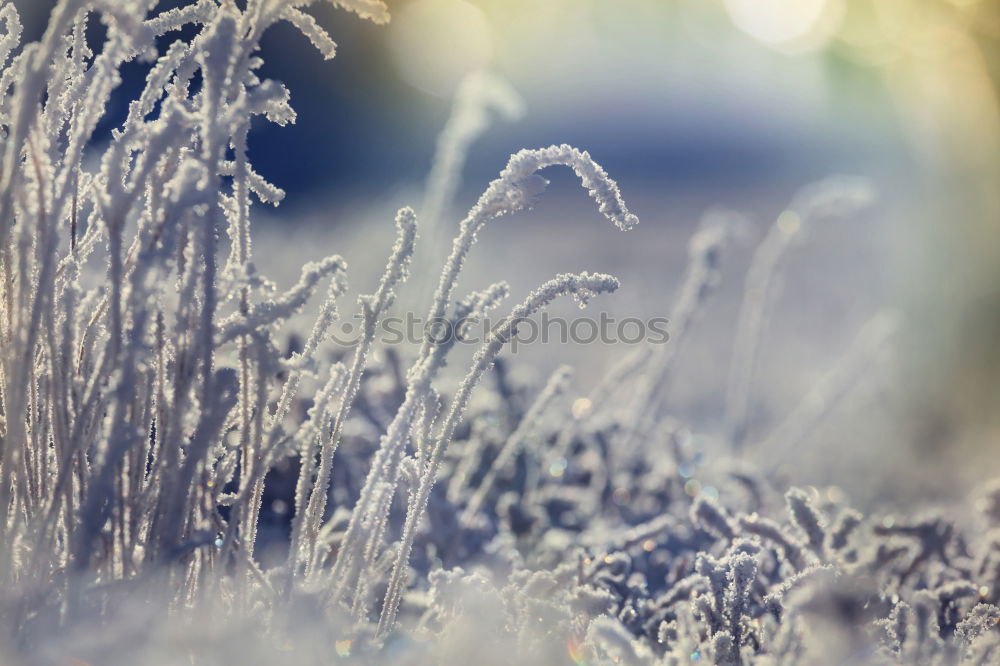 Similar – Image, Stock Photo icily Nature Plant Winter