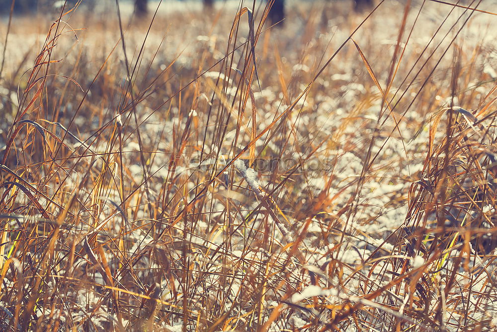 Similar – Image, Stock Photo crooked and crooked Grass