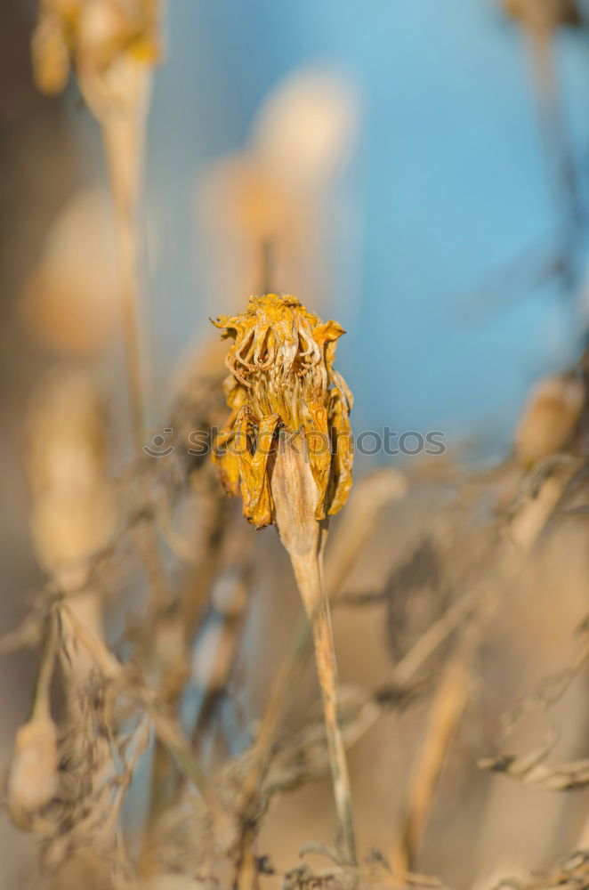 Similar – Iced branches Nature Plant