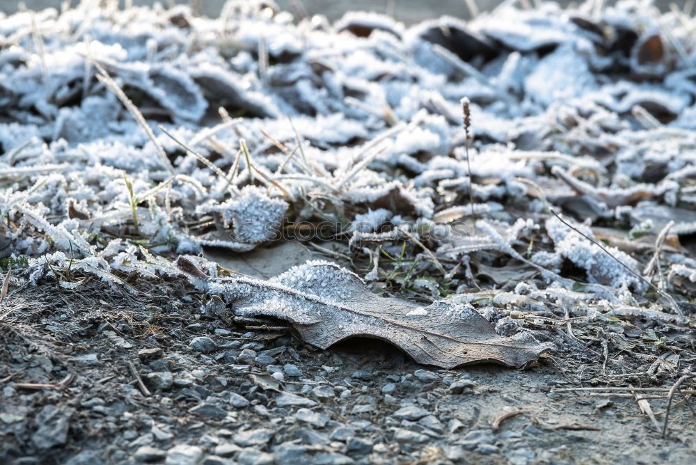 Similar – Image, Stock Photo ground frost Frost frosty