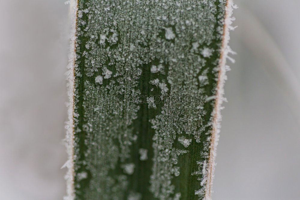 Similar – Image, Stock Photo ice jump Winter Ice Frost