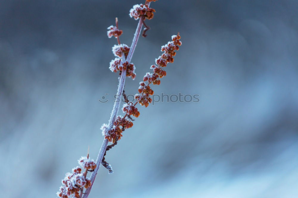 Similar – Image, Stock Photo Sugar II Environment