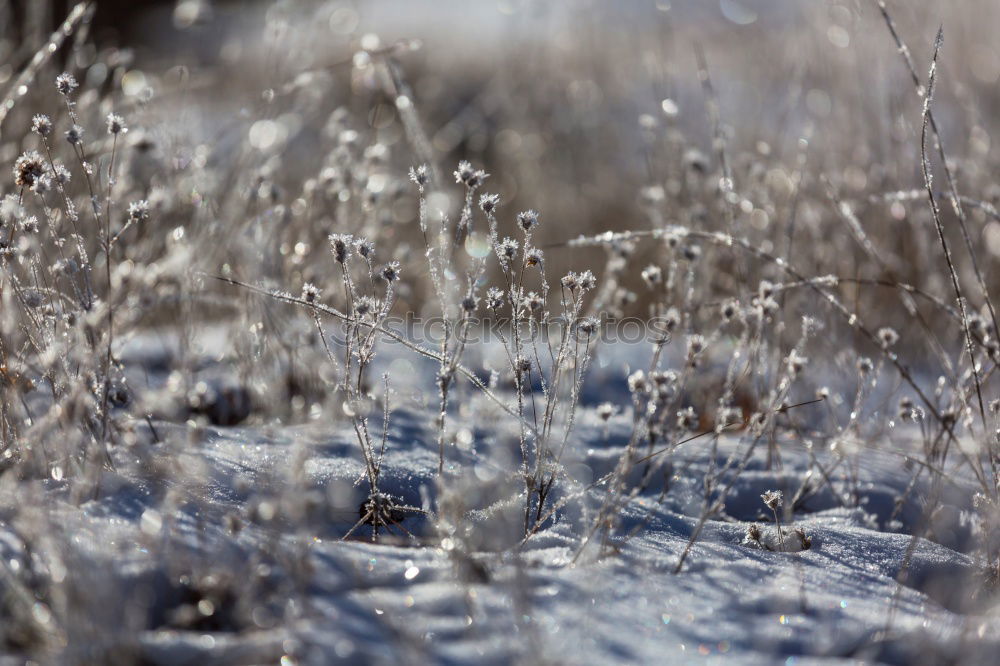 Similar – Image, Stock Photo grasses Senses Calm