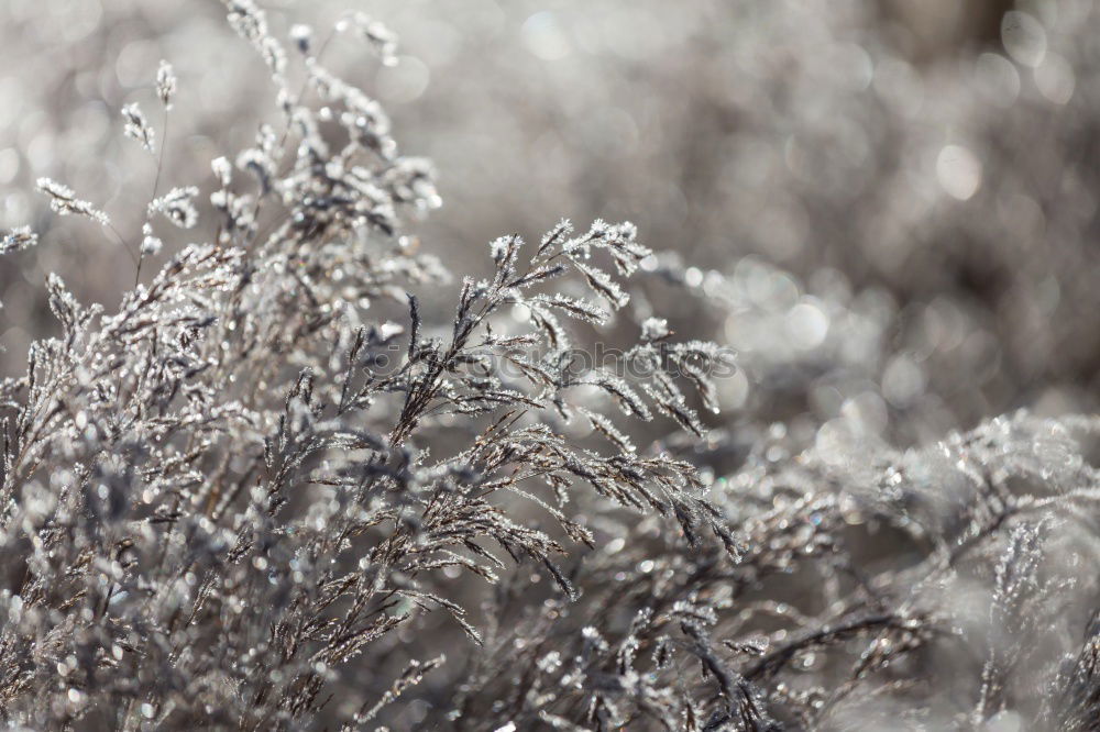 Similar – Image, Stock Photo grasses Senses Calm