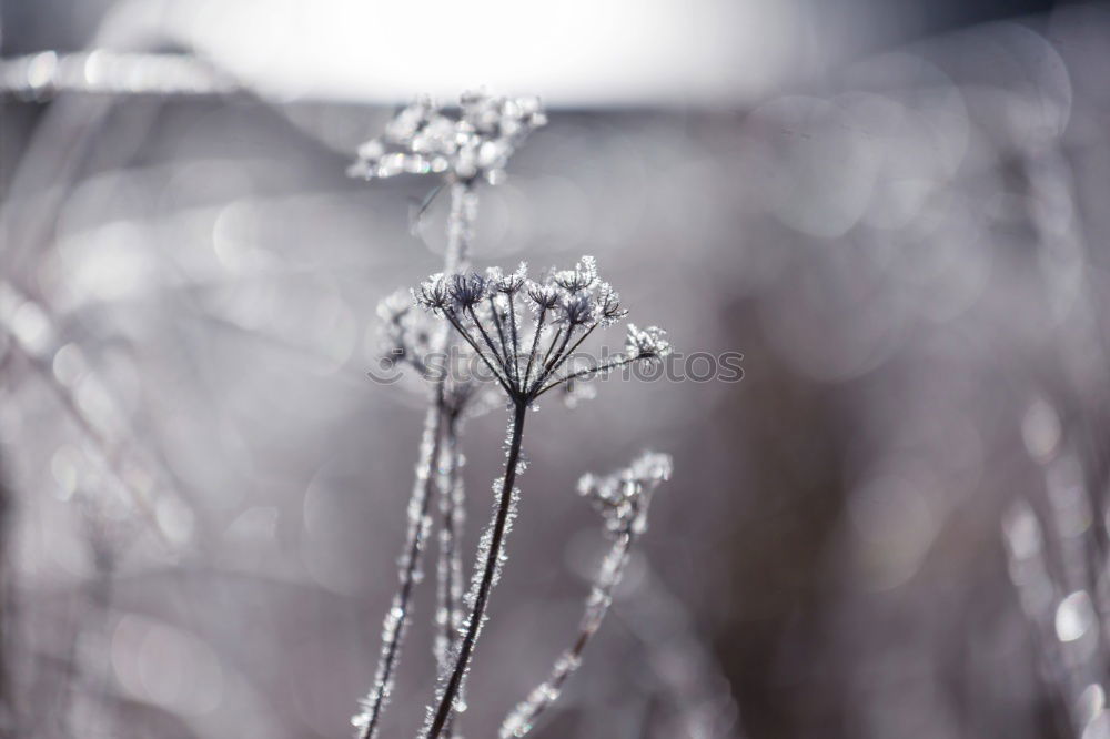 Similar – Image, Stock Photo Dune grass with drops of water