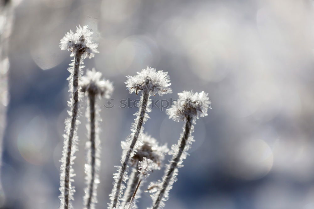 Similar – Image, Stock Photo Frost on tree branches